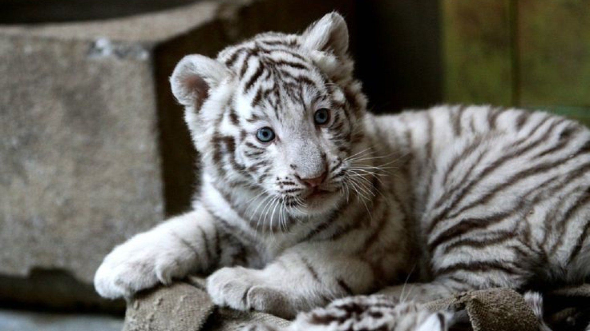 Uno de cada 10,000 tigres nace con la variación genética que los hace blancos.