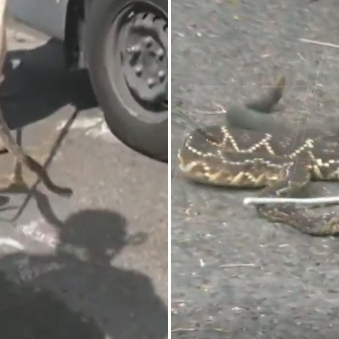 ¿Jumanji? Serpiente de Cascabel Sorprende a Automovilista en Coyoacán, CDMX
