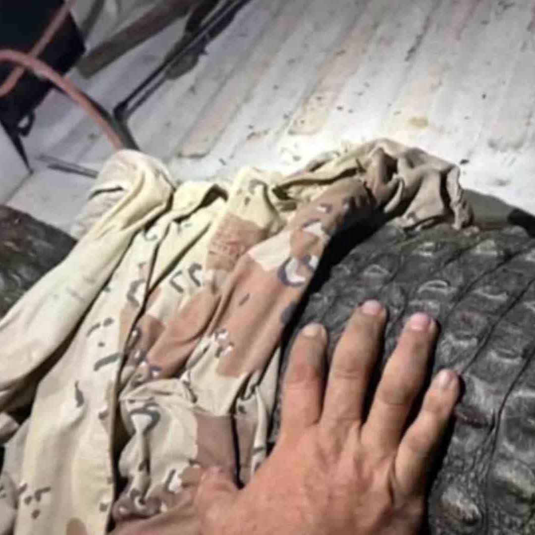 Finalmente, lograron capturar, al cocodrilo "Pepe" de Tonalá.