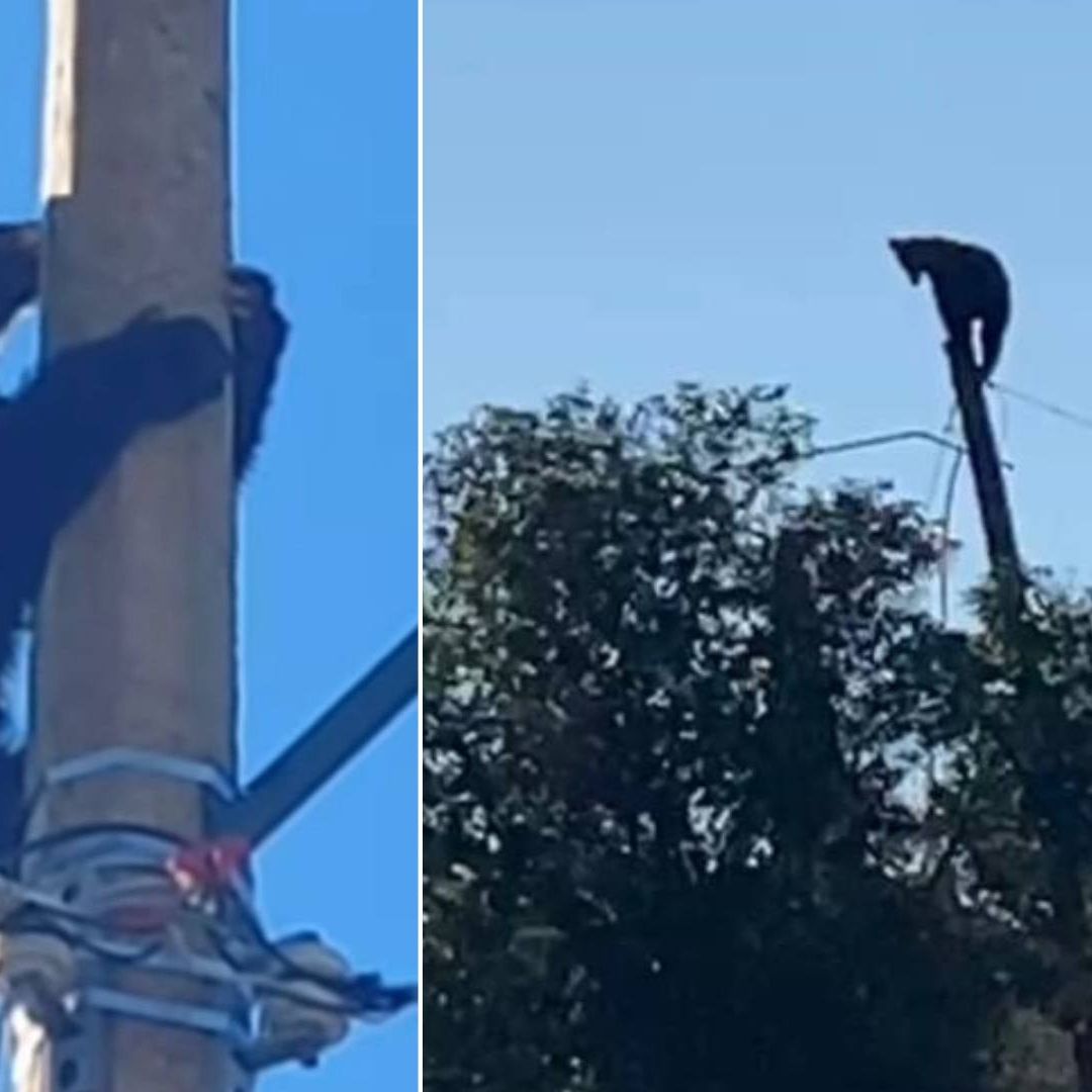 Captan a Oso Sobre la Cima de un Poste de Luz en Cananea, Sonora