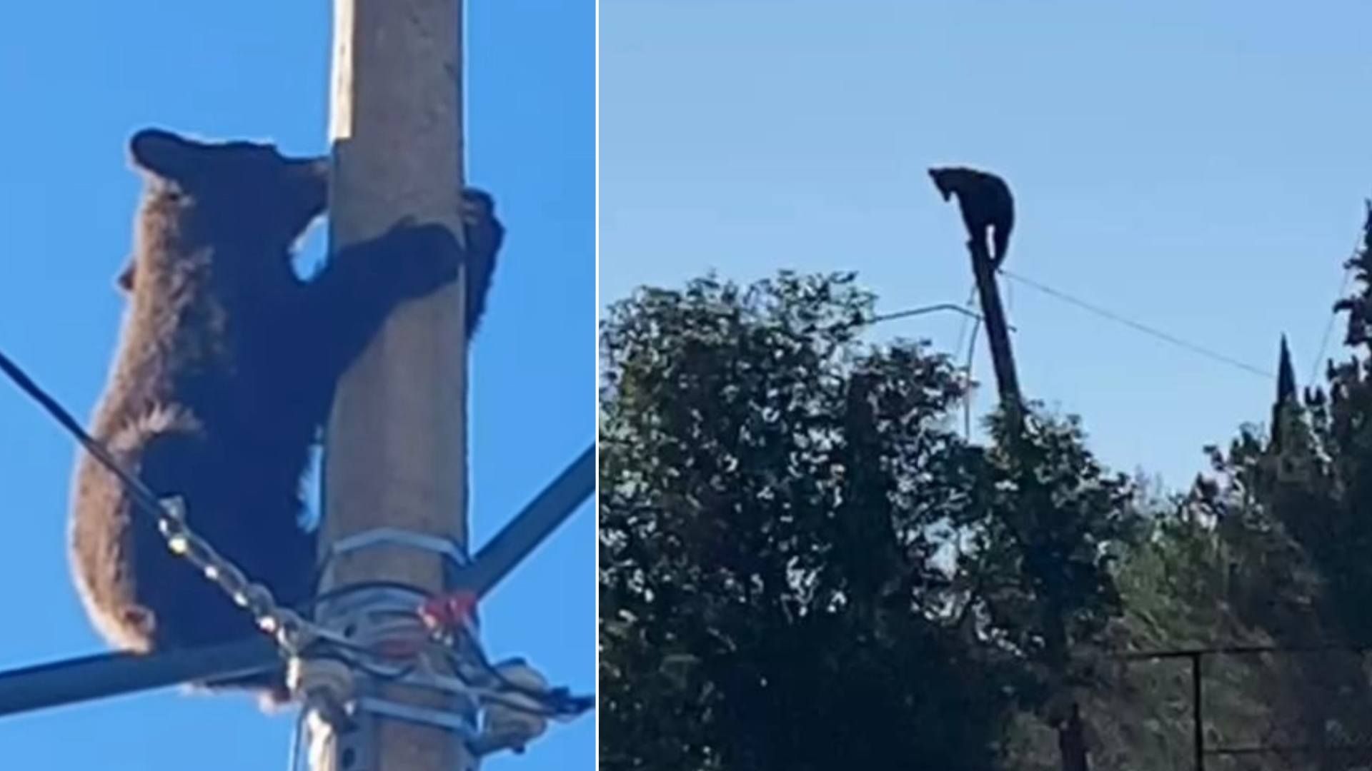 Captan a Oso Sobre la Cima de un Poste de Luz en Cananea, Sonora