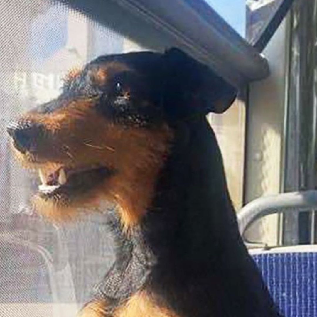Una perrita recorrió en autobuses las calles de Tiflis hasta que encontró dueño