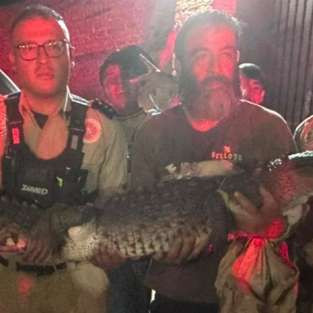 Así es el estado de salud del cocodrilo rescatado en presa de Tonalá