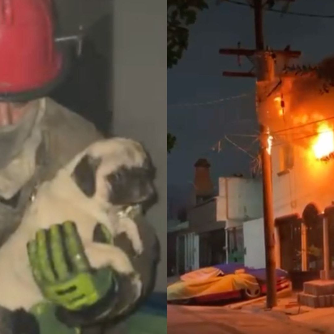Bombero salvando perrita en incendio