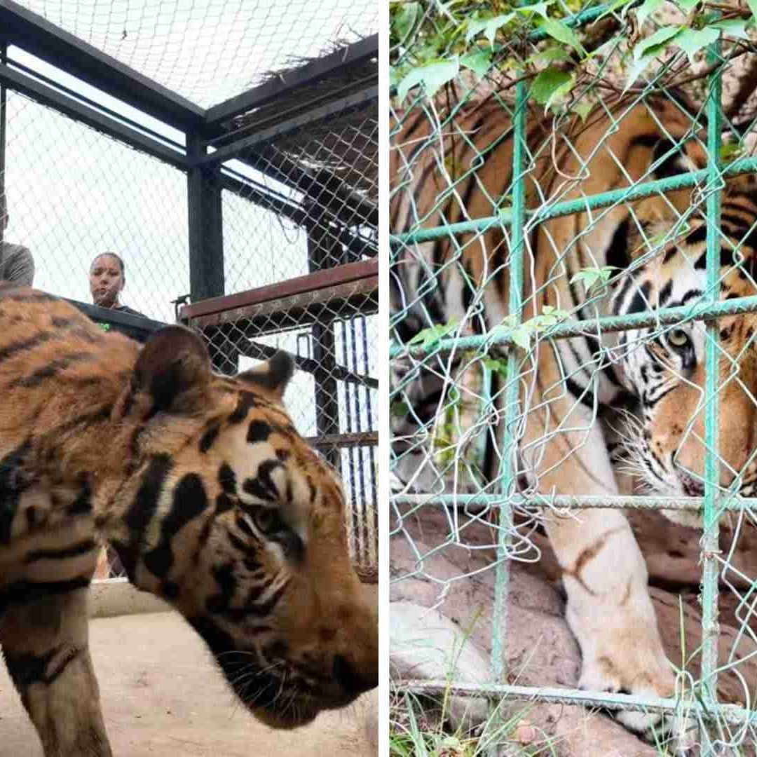 16 Felinos Han Sido Rescatados en Sinaloa Durante Ola de Violencia; Esto Sabemos