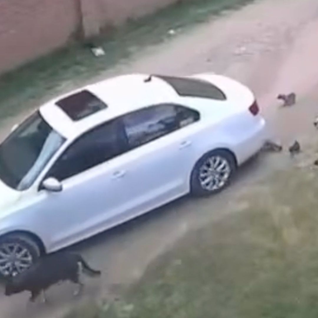 Exhiben a Conductor que Abandonó a una Perrita con sus Cachorros en Aguascalientes