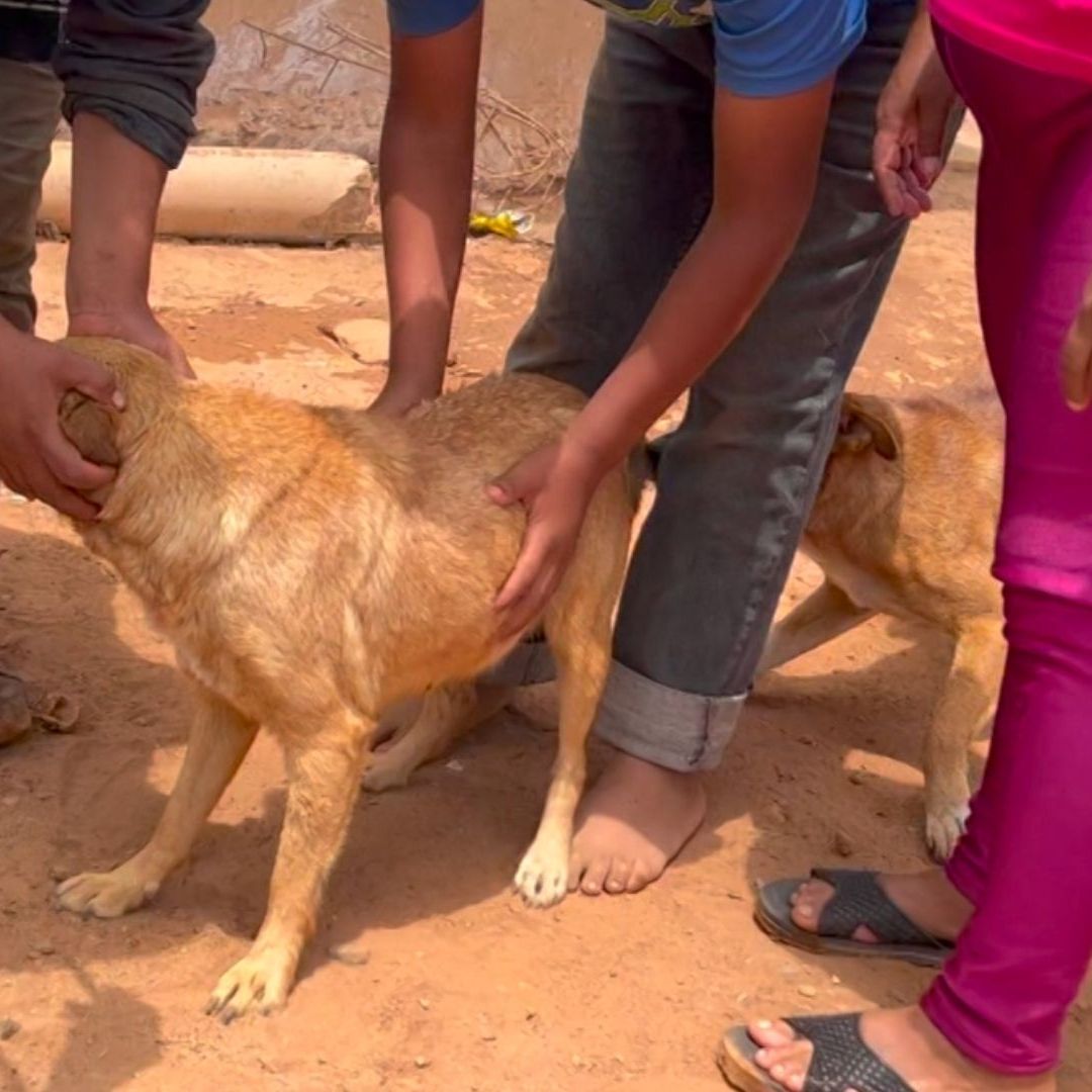 Aplican Vacunas a Perros en Ensenada Contra la Rickettsia