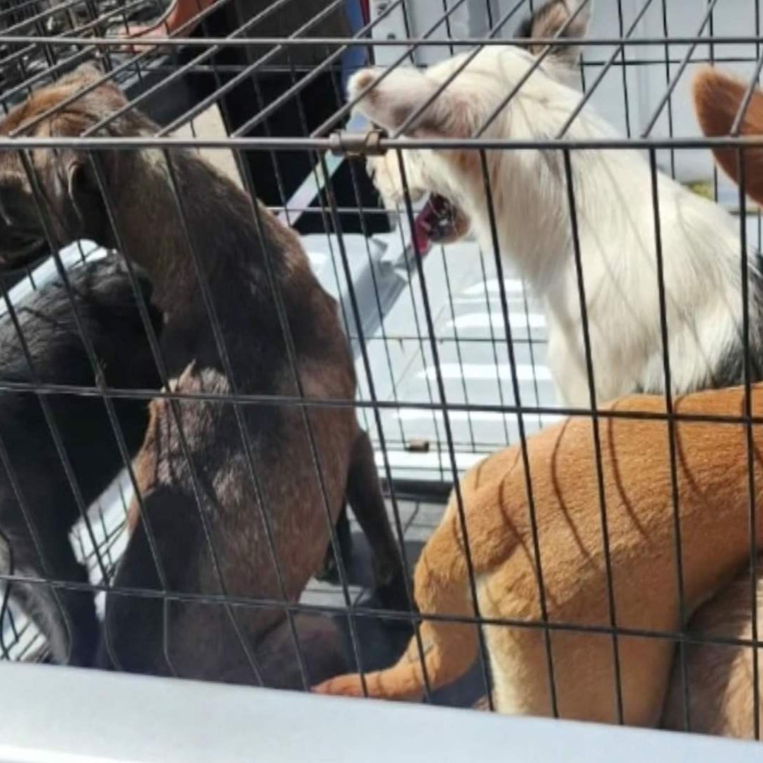 Rescatan a 18 Perros de Una Casa de Ciudad Juárez; Suman 30 Animales Víctimas de Maltrato