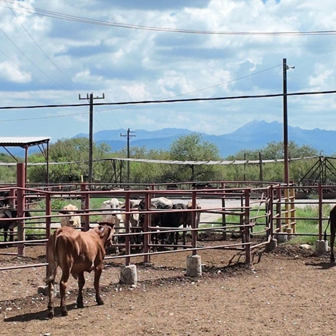 Gusano Barredor de Ganado en Puebla y Cerco Zoosanitario en la Sierra Negra y Moloxac por Fiebre Aftosa