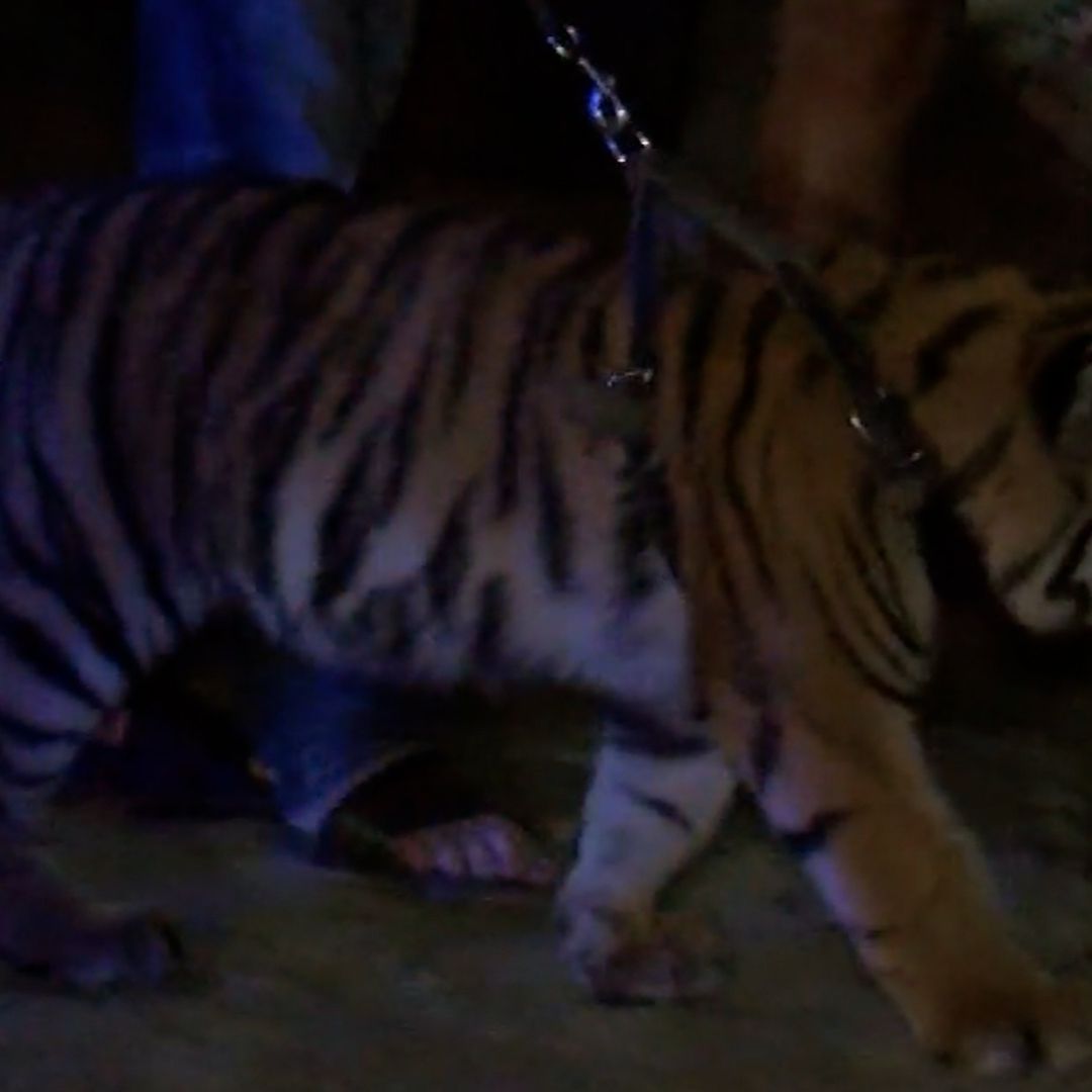 El joven paseaba a su cachorro de tigre en calles de Zapopan.
