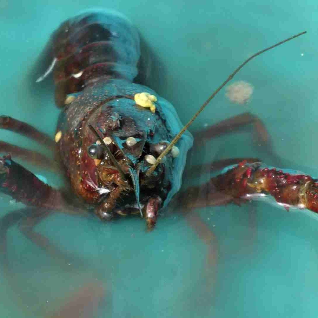 Decomisan Langostas y Caracol Rosado en el Arrecife Alacranes de Yucatán