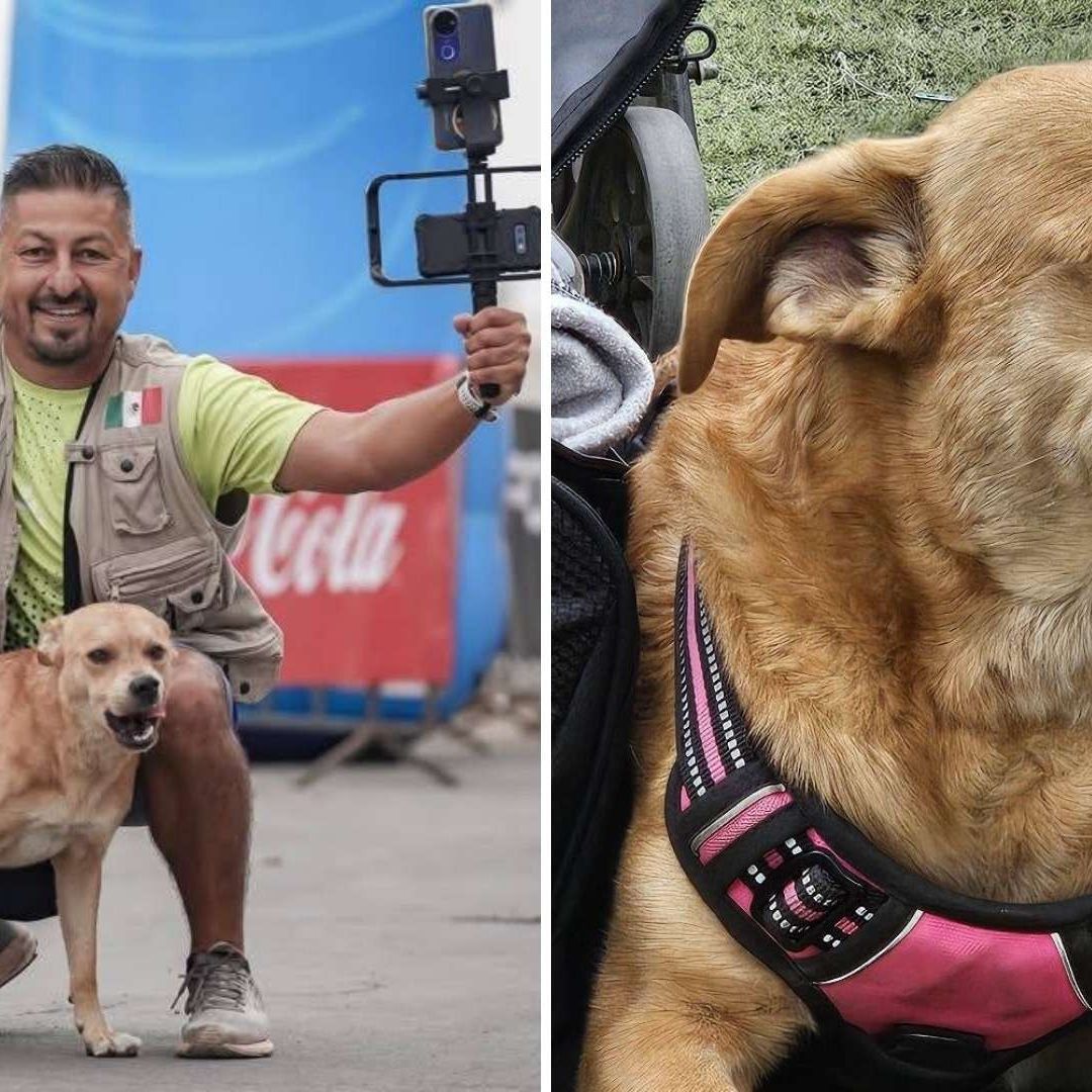 Fotos de Perro "El Chicles" tras su Fallecimiento en Tijuana