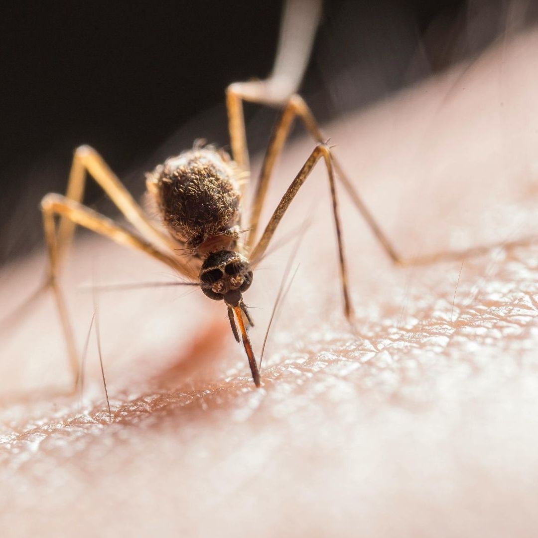 Sonora Entre los Tres Estados con Más Casos de Dengue en México