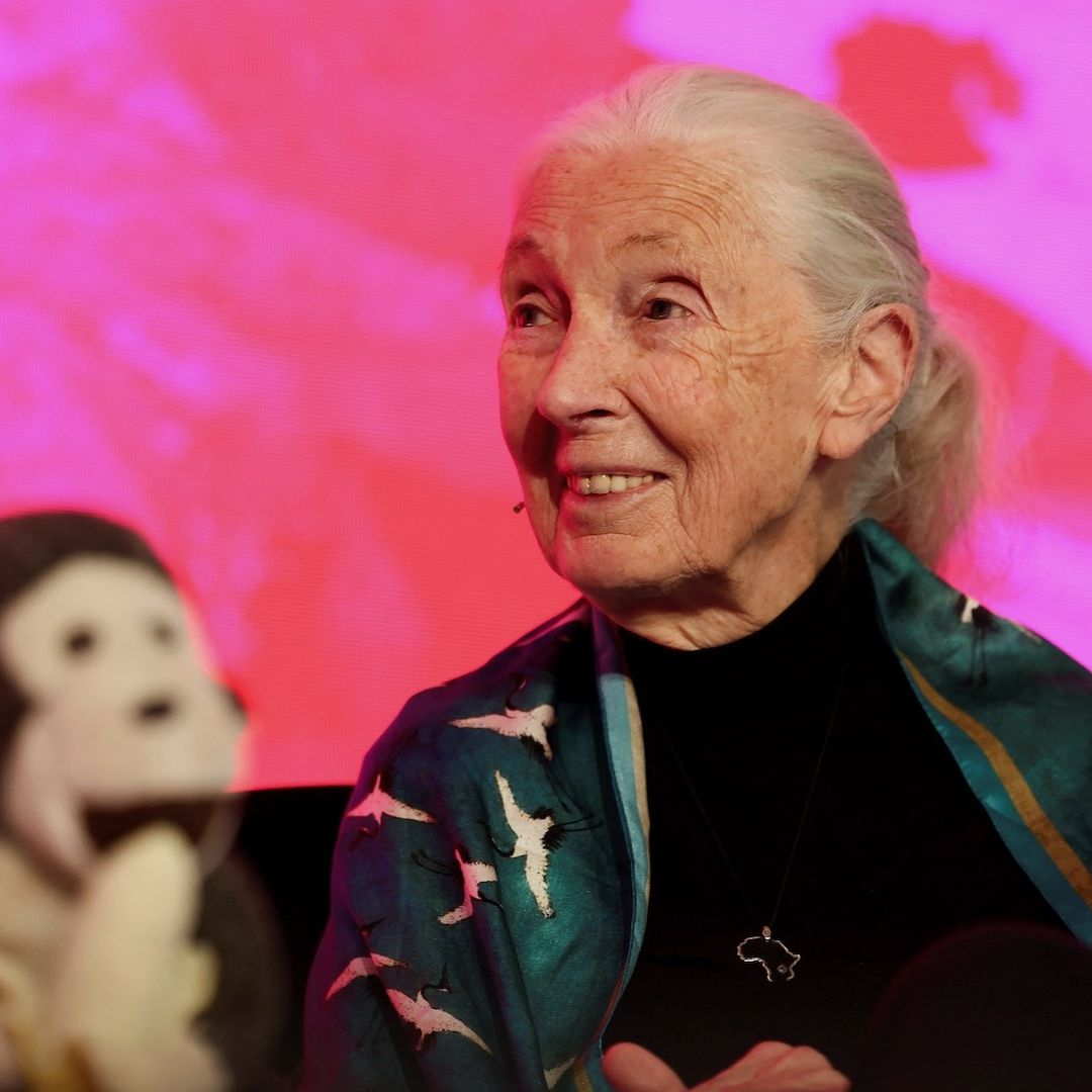 Jane Goodall, la etóloga que descubrió la cultura de los chimpancés