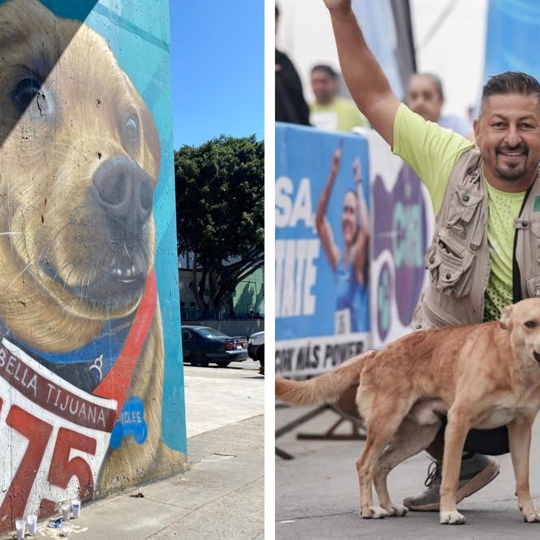 ¿Quién Era "El Chicles", Perro Corredor de Tijuana que Murió Presuntamente Envenenado?