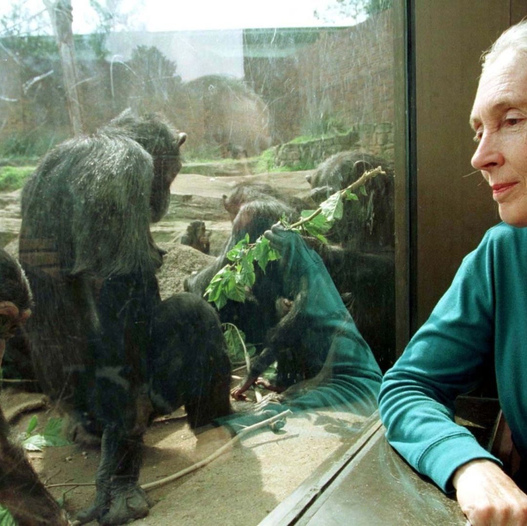 Una mujer observa un chimpancé a través de un cristal.