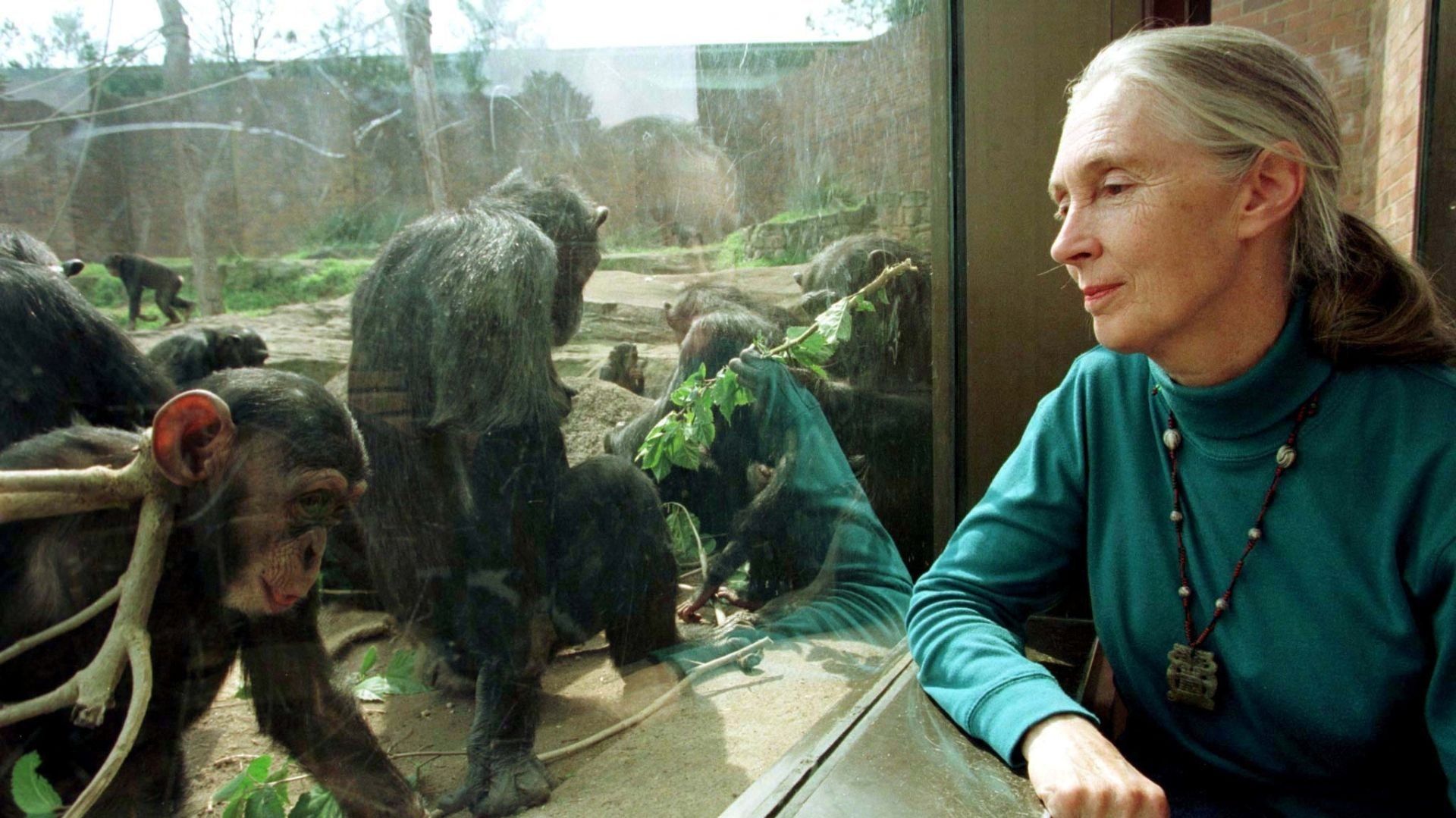 Una mujer observa un chimpancé a través de un cristal.