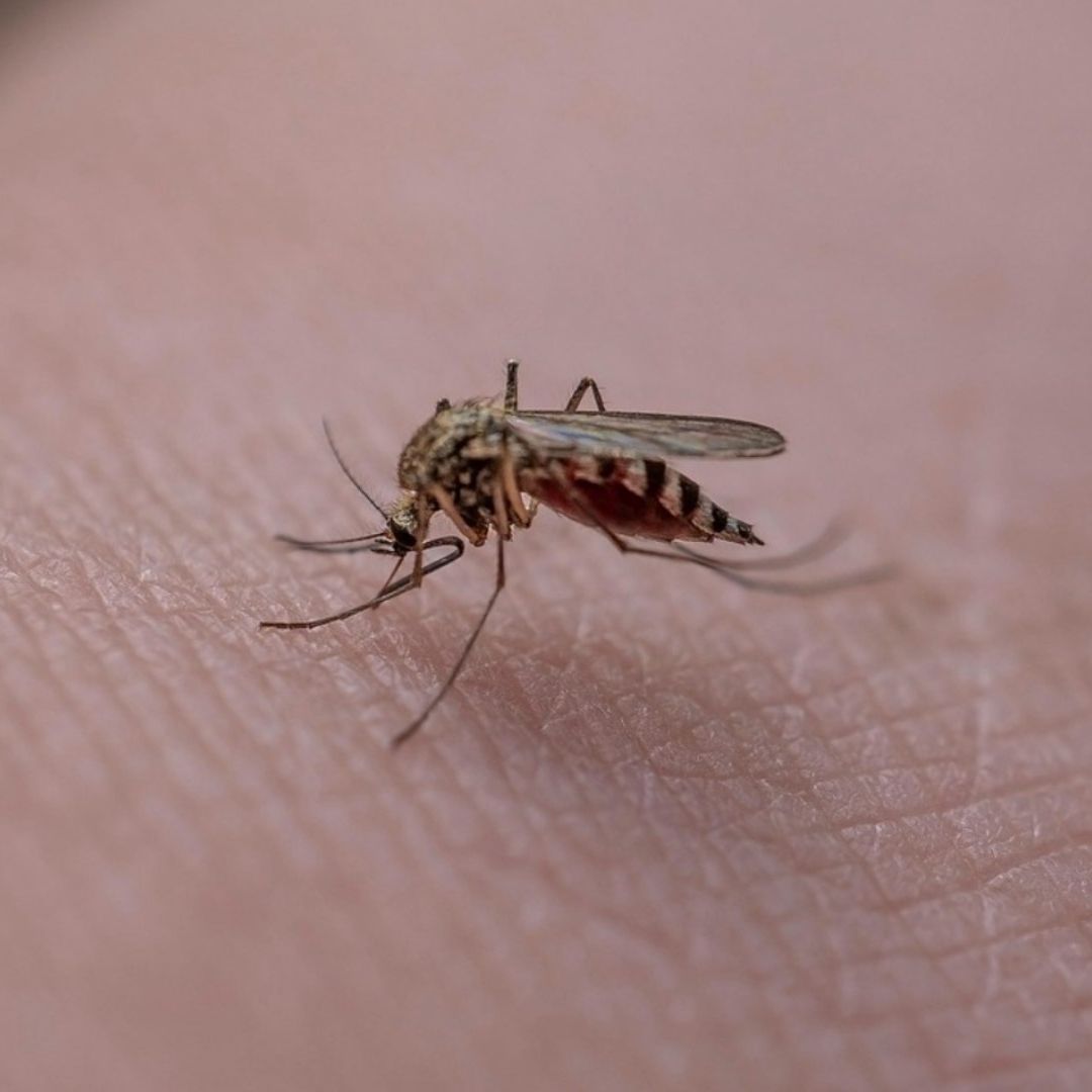 Confirman Dos Bebés Menores Fallecidos Dengue al Norte del Estado de Veracruz en 2025