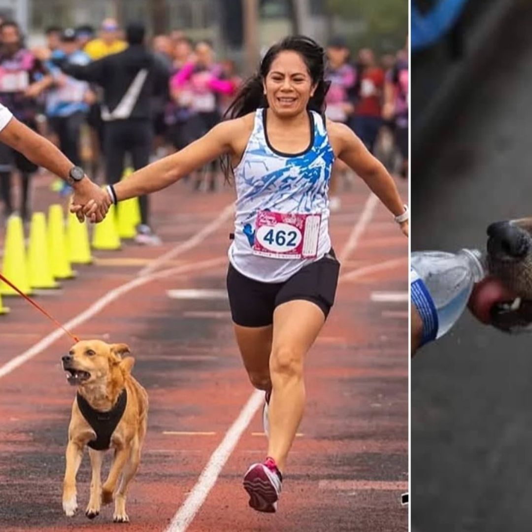 Confirman Muerte de "El Cicles" Famoso Perrito Maratonista en Tijuana
