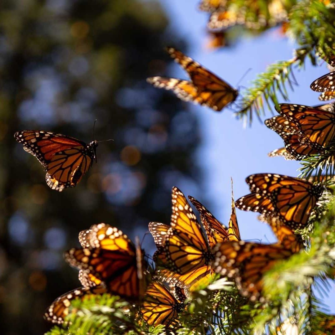 Mariposa monarca en santuario de Michoacán