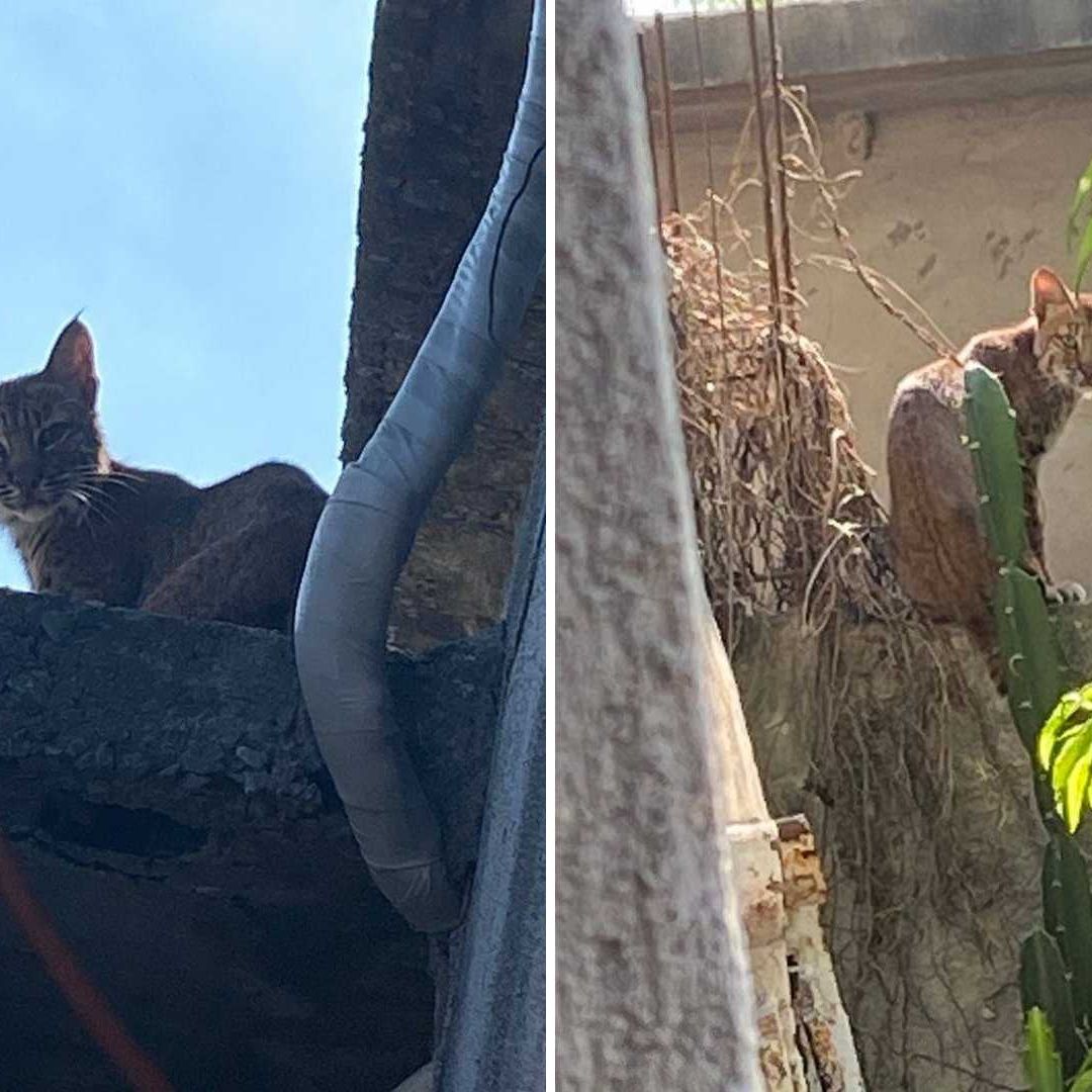 Lince es capturado en casa de Reynosa, Tamaulipas