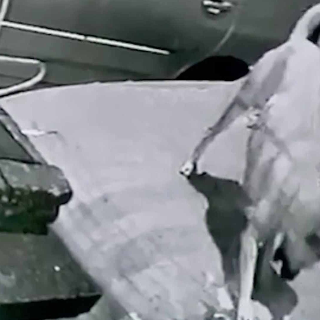 Perros Callejeros Destrozan Vehículos y Atacan a Vecinos en Torreón