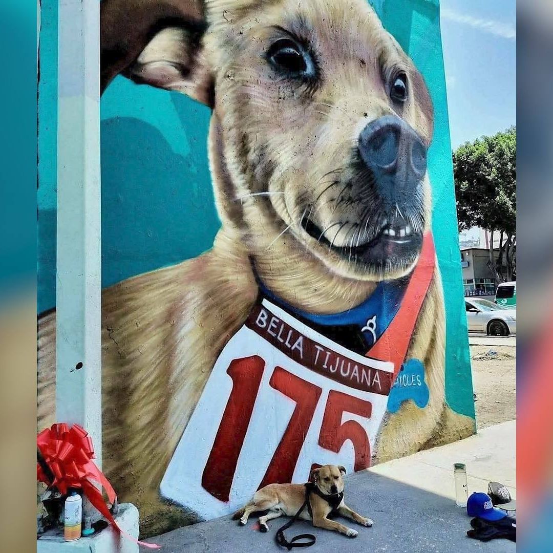 Fiscalía de Baja California Investiga Presunto Envenenamiento del Perro “Chicles”