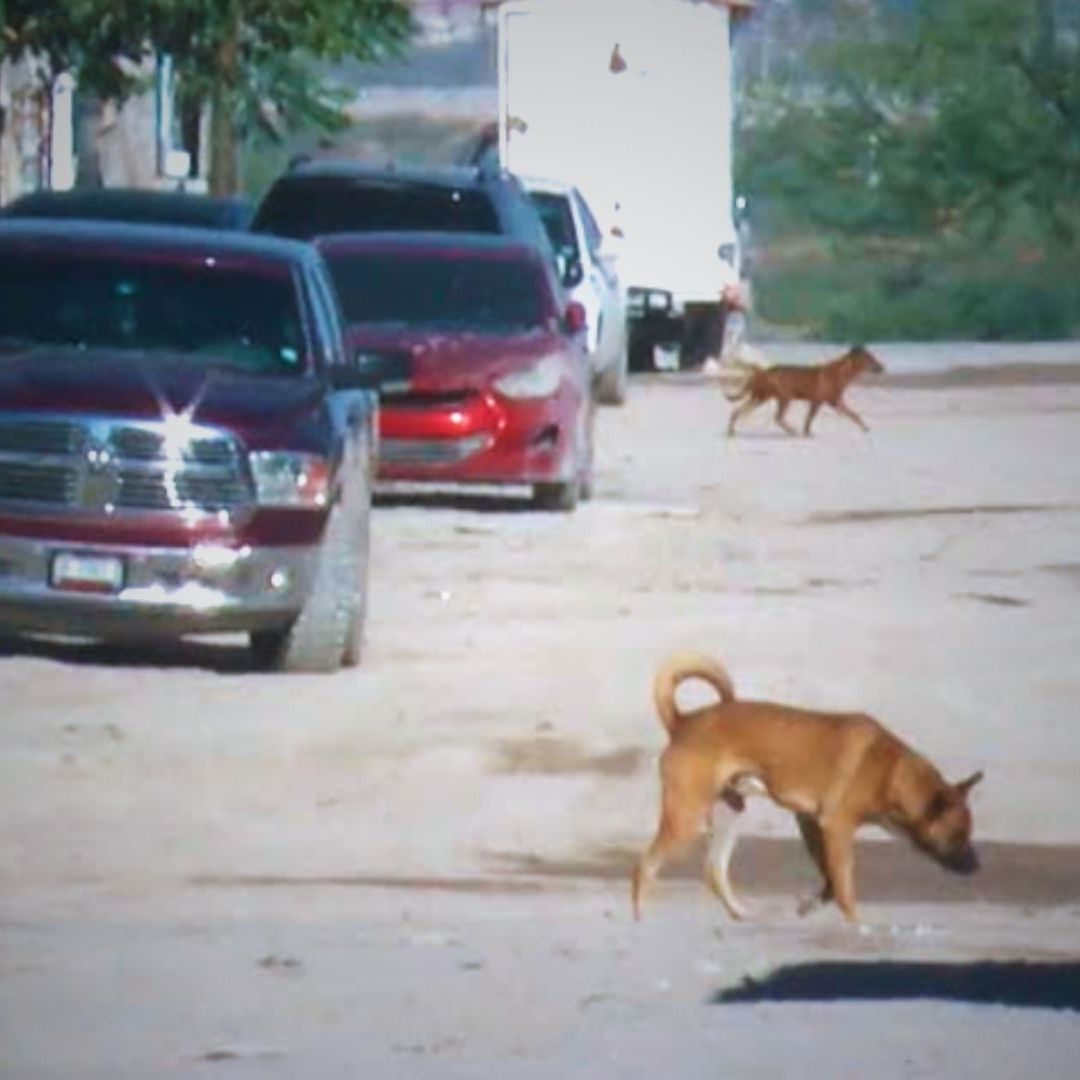 Vecinos Deben Defenderse de los Perros Callejeros | Foto: N+