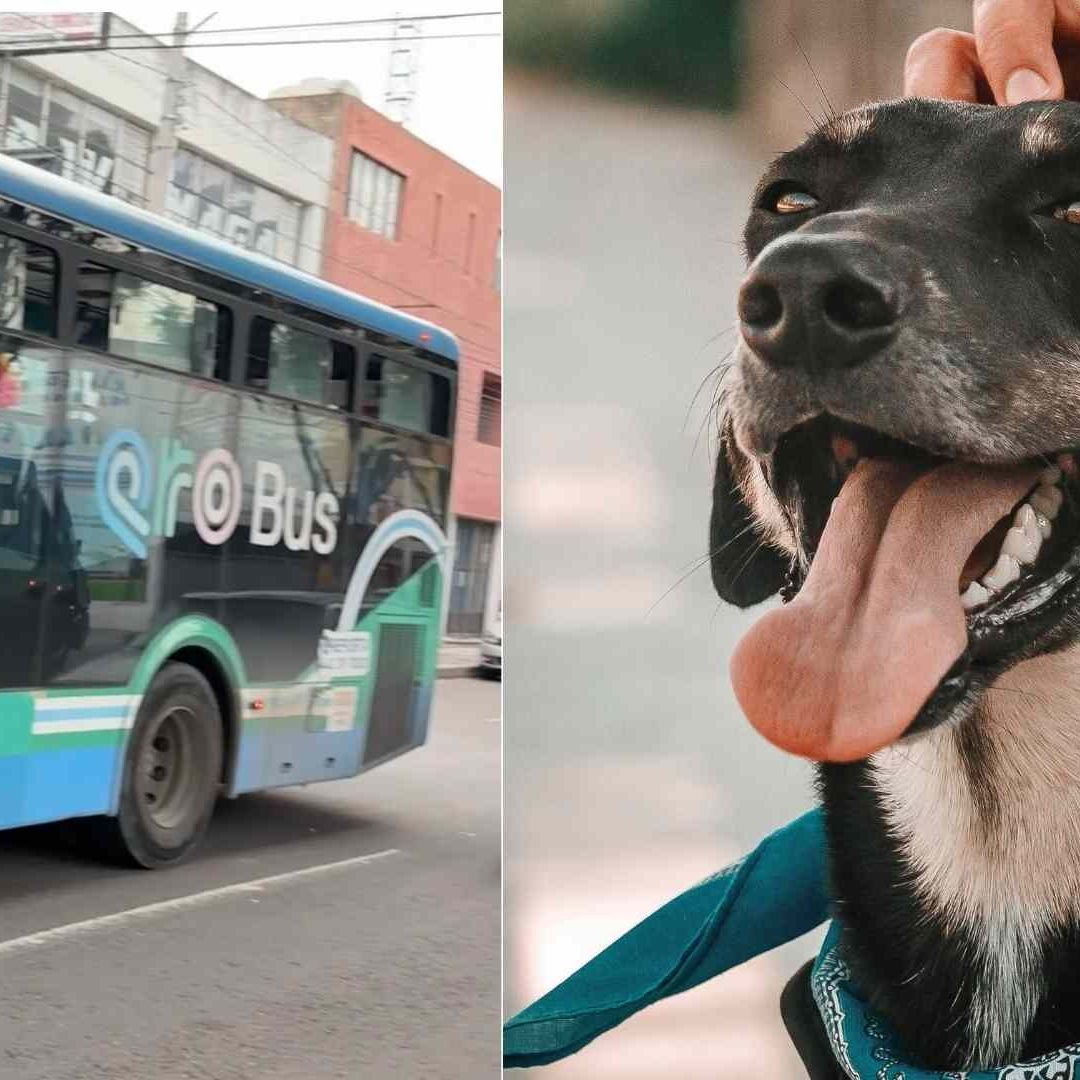 Ahora tu Mascota te Podrá Acompañar en Qrobús