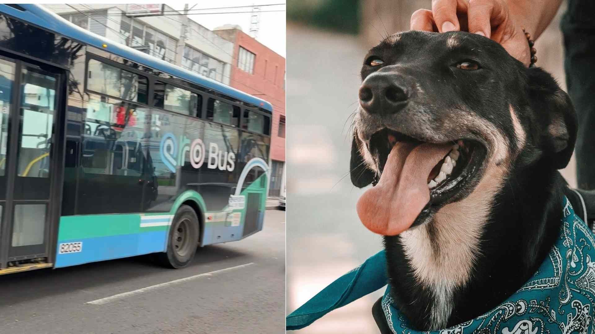 Ahora tu Mascota te Podrá Acompañar en Qrobús