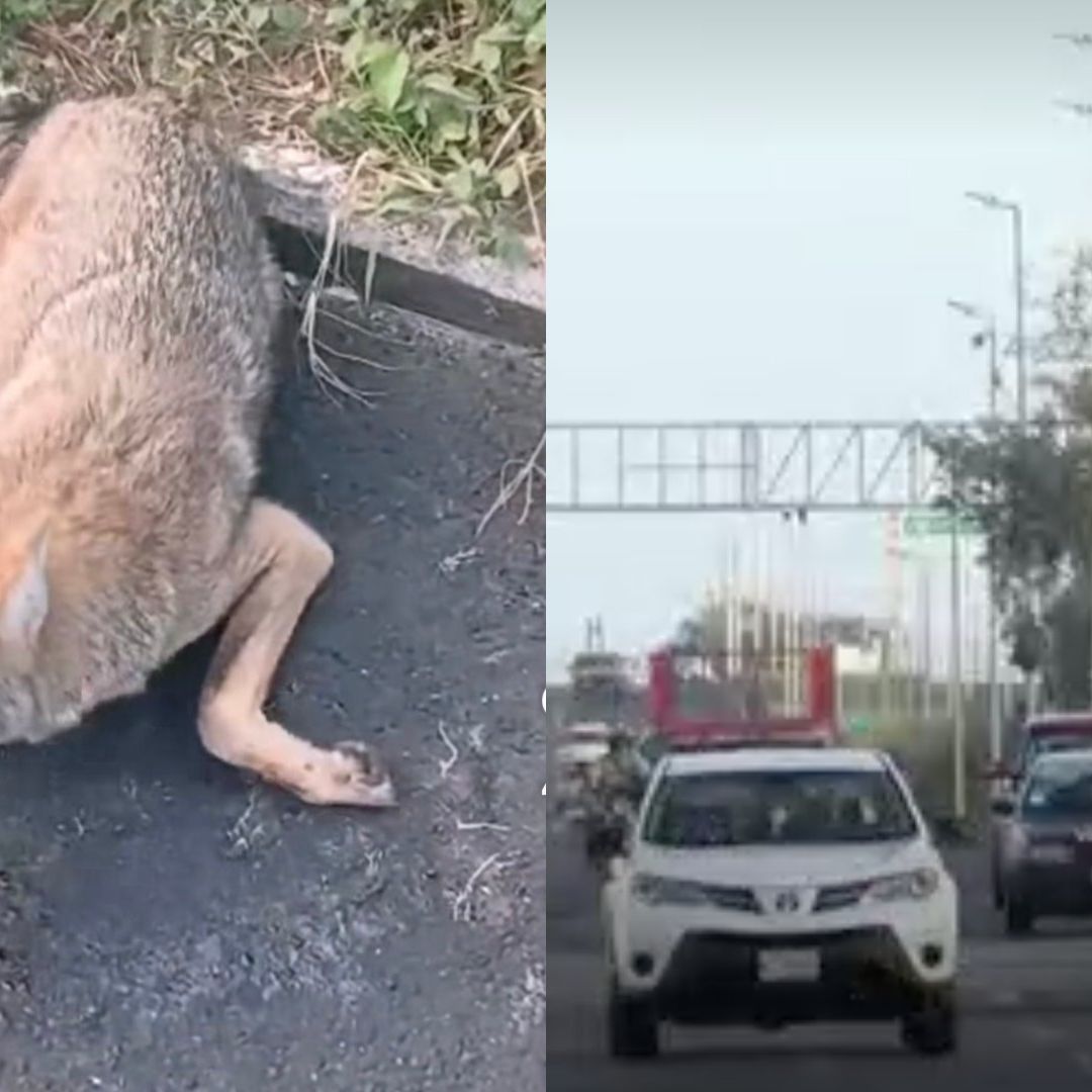 Earth mission ha rescatado a 5 coyotes que han sido atropellados recientemente en la Riviera Veracruzana.