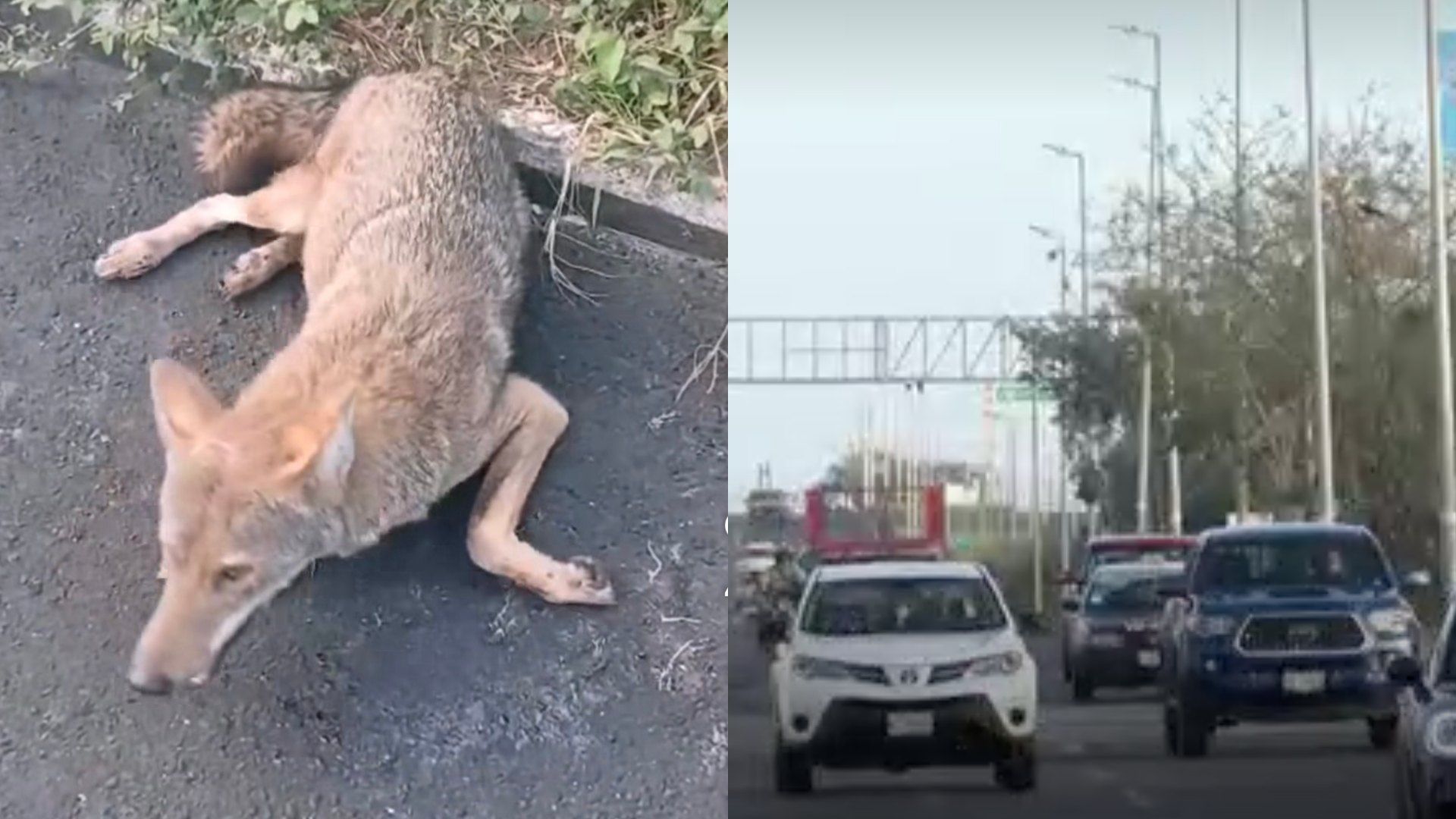 Earth mission ha rescatado a 5 coyotes que han sido atropellados recientemente en la Riviera Veracruzana.