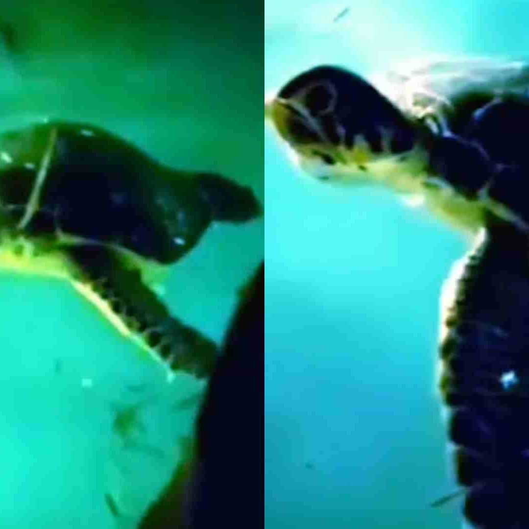 Tortugas Caen a Piscinas en Viviendas de Telchac Puerto Yucatán Una fue Rescatada y Otra Murió