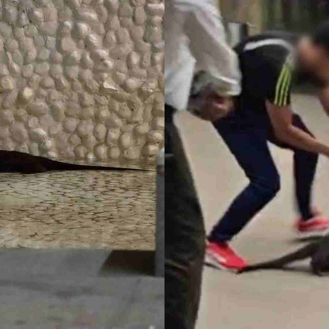 Capturan Nutria en Plaza Comercial de La Riviera Veracruzana en Boca del Río Veracruz