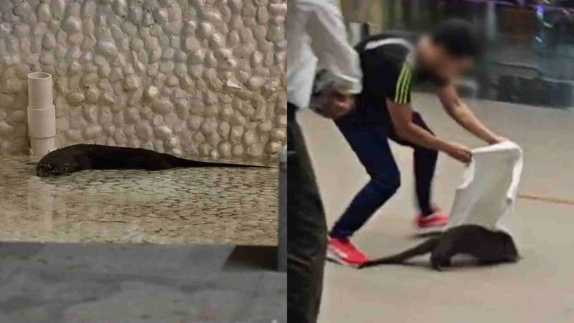 Capturan Nutria en Plaza Comercial de La Riviera Veracruzana en Boca del Río Veracruz