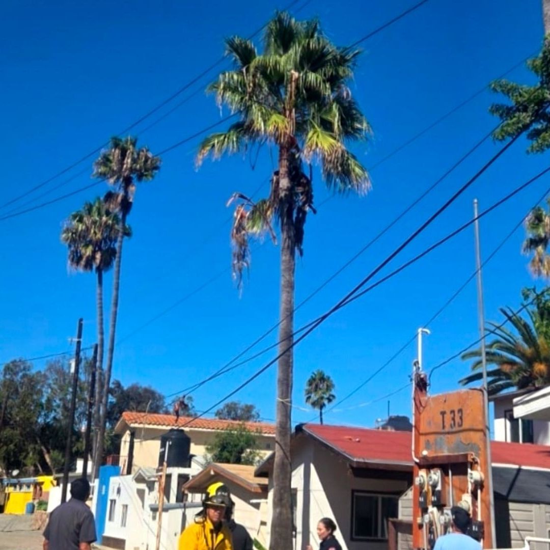 Palma en Ensenada Donde Jardinero se Electrocutó