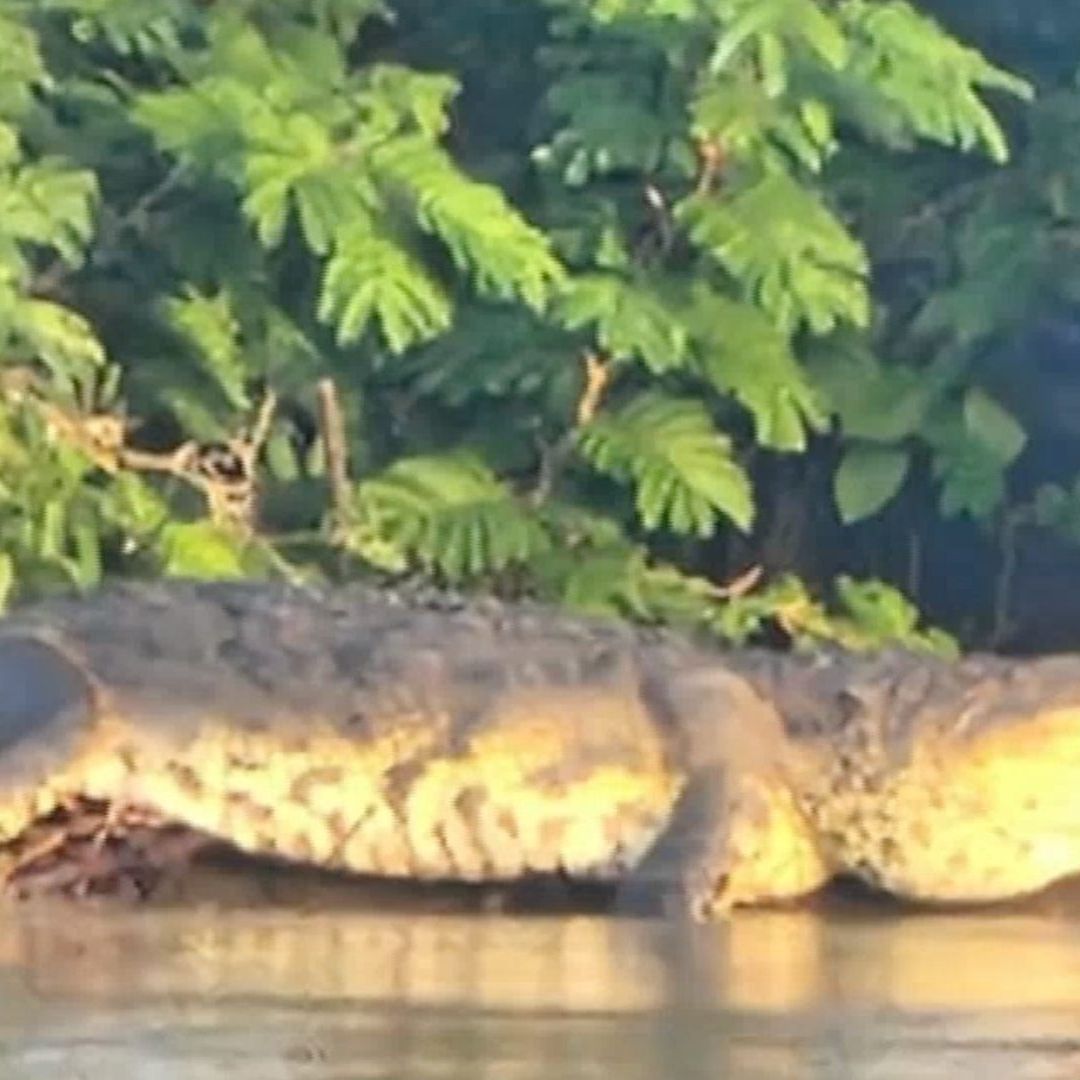 Video Captan Cocodrilo en Río Jamapa, Playa de Vacas, Medellín, Veracruz