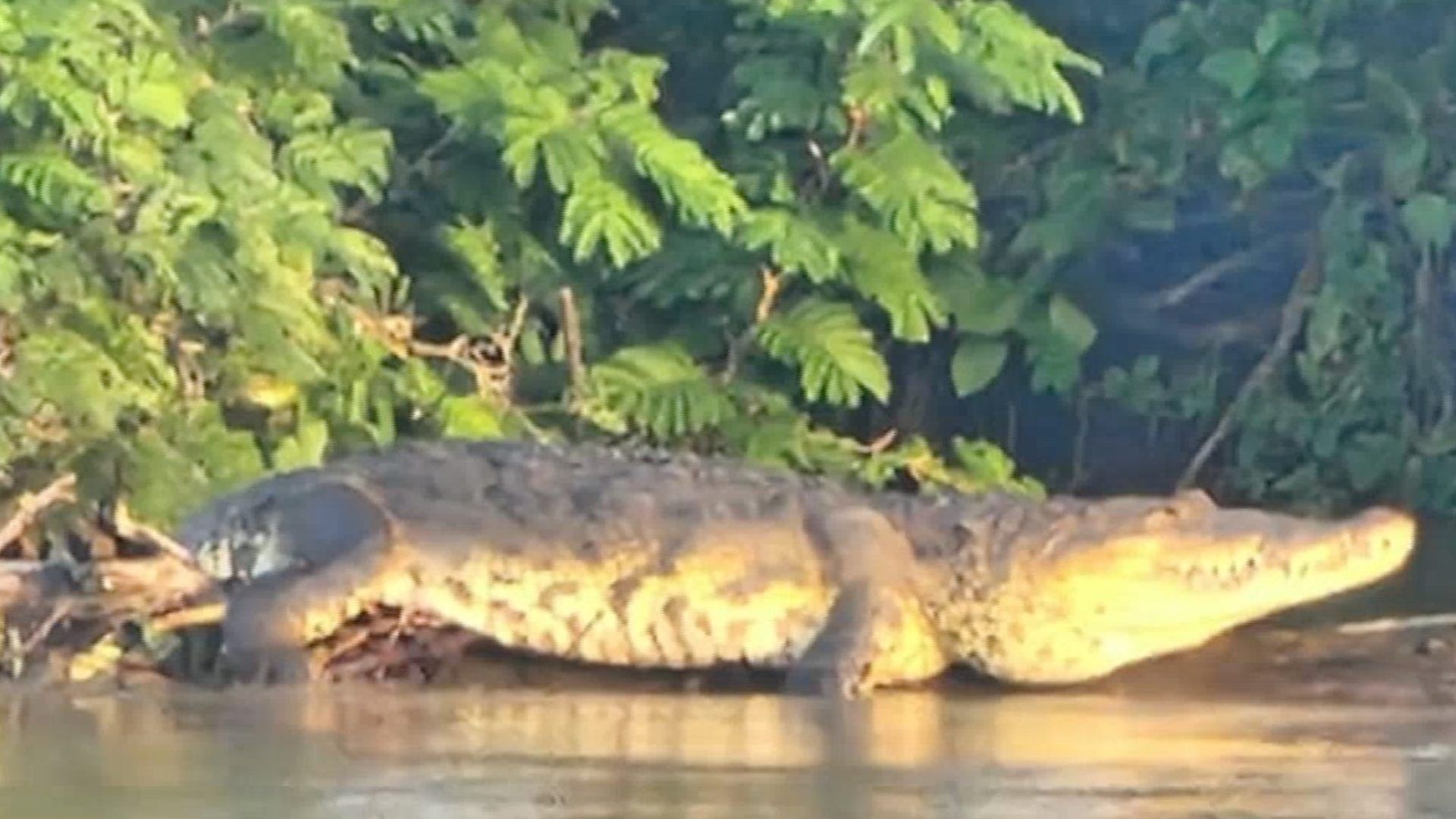 Video Captan Cocodrilo en Río Jamapa, Playa de Vacas, Medellín, Veracruz