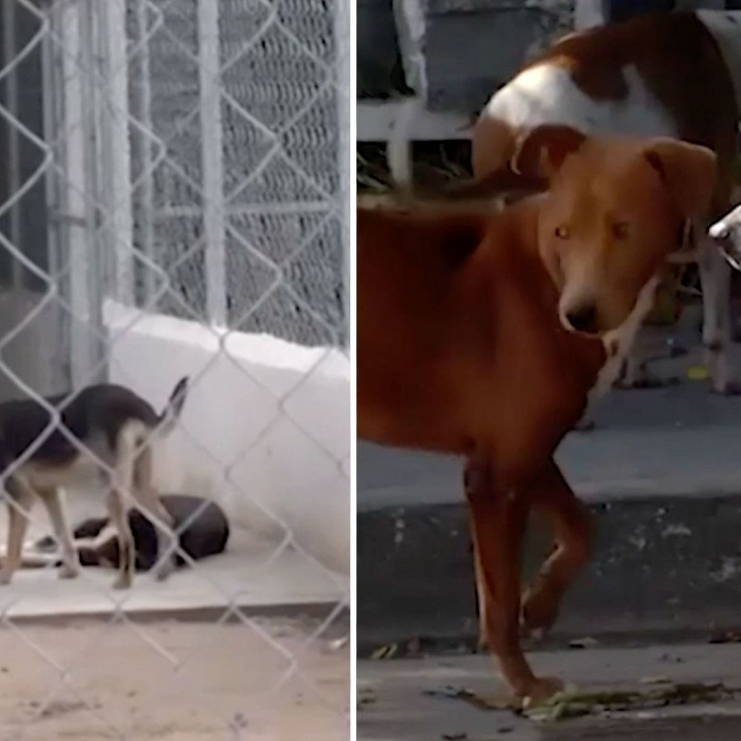 Casos de Maltrato Animal No Paran; Envenenamiento Masivo de Animales en Izamal, Yucatán