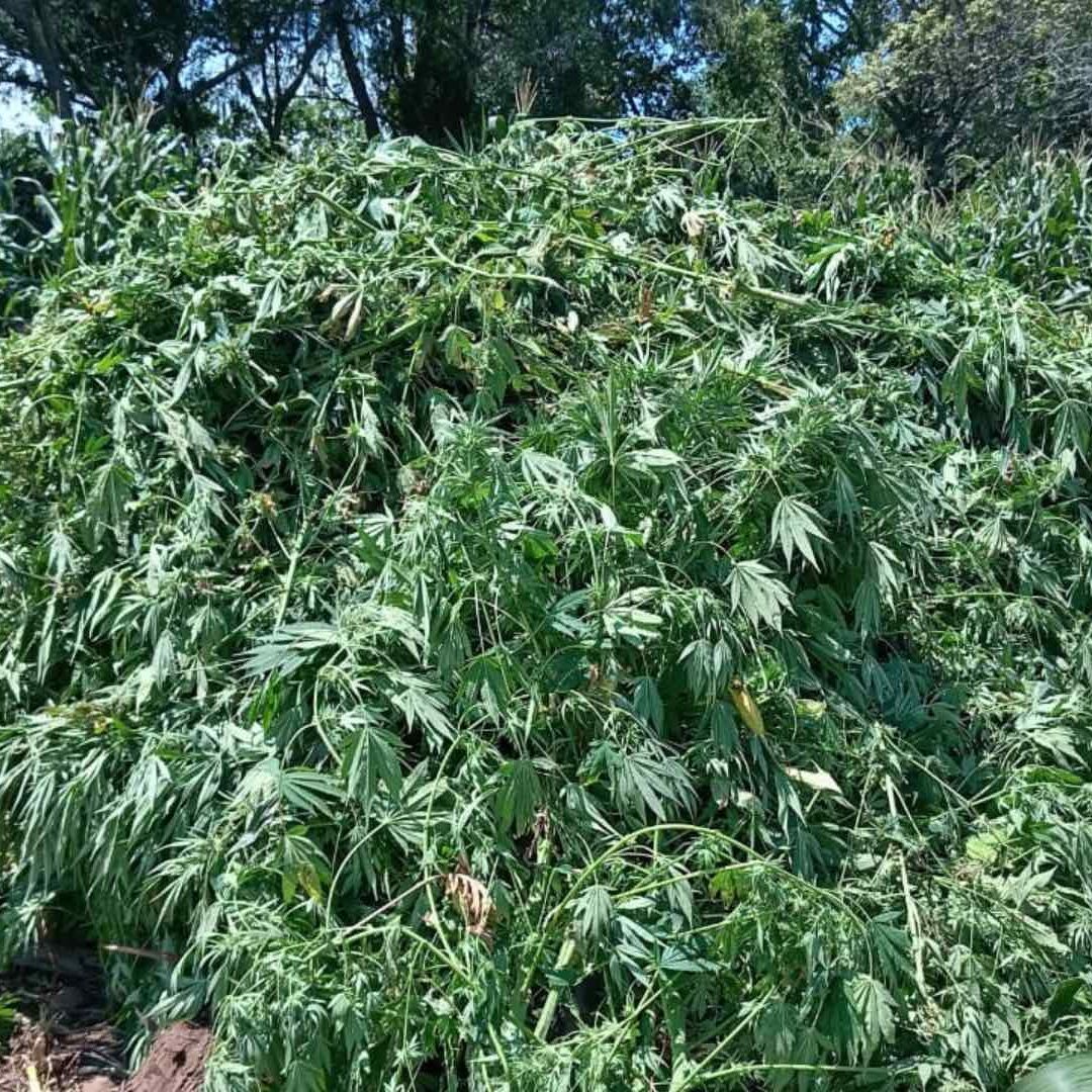 Descubren Plantío de Marihuana en Tequila, Jalisco
