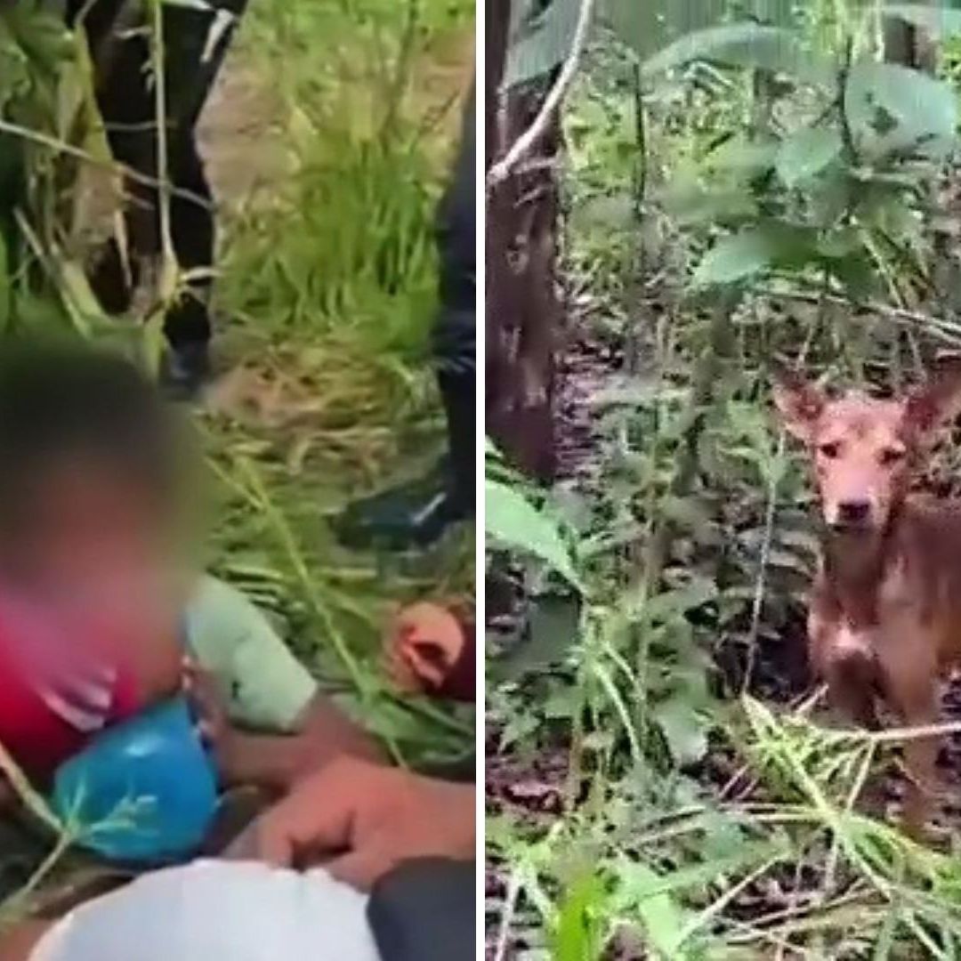 Niño Rescatado en la Selva de Campeche Pide Ver a sus Perros que lo Acompañaron en su Aventura