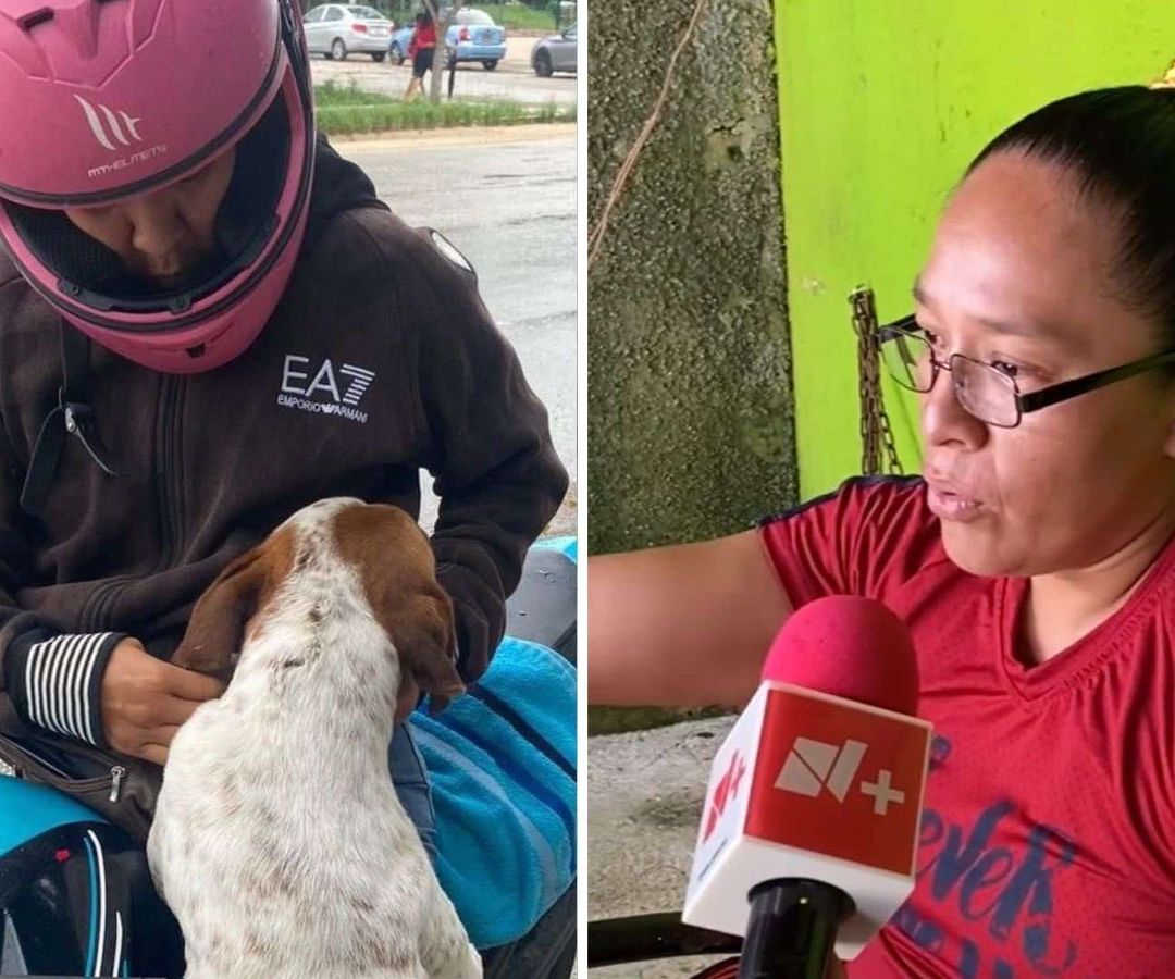 Reportan Tres Atentados en Contra de Rescatista Animal en Cancún