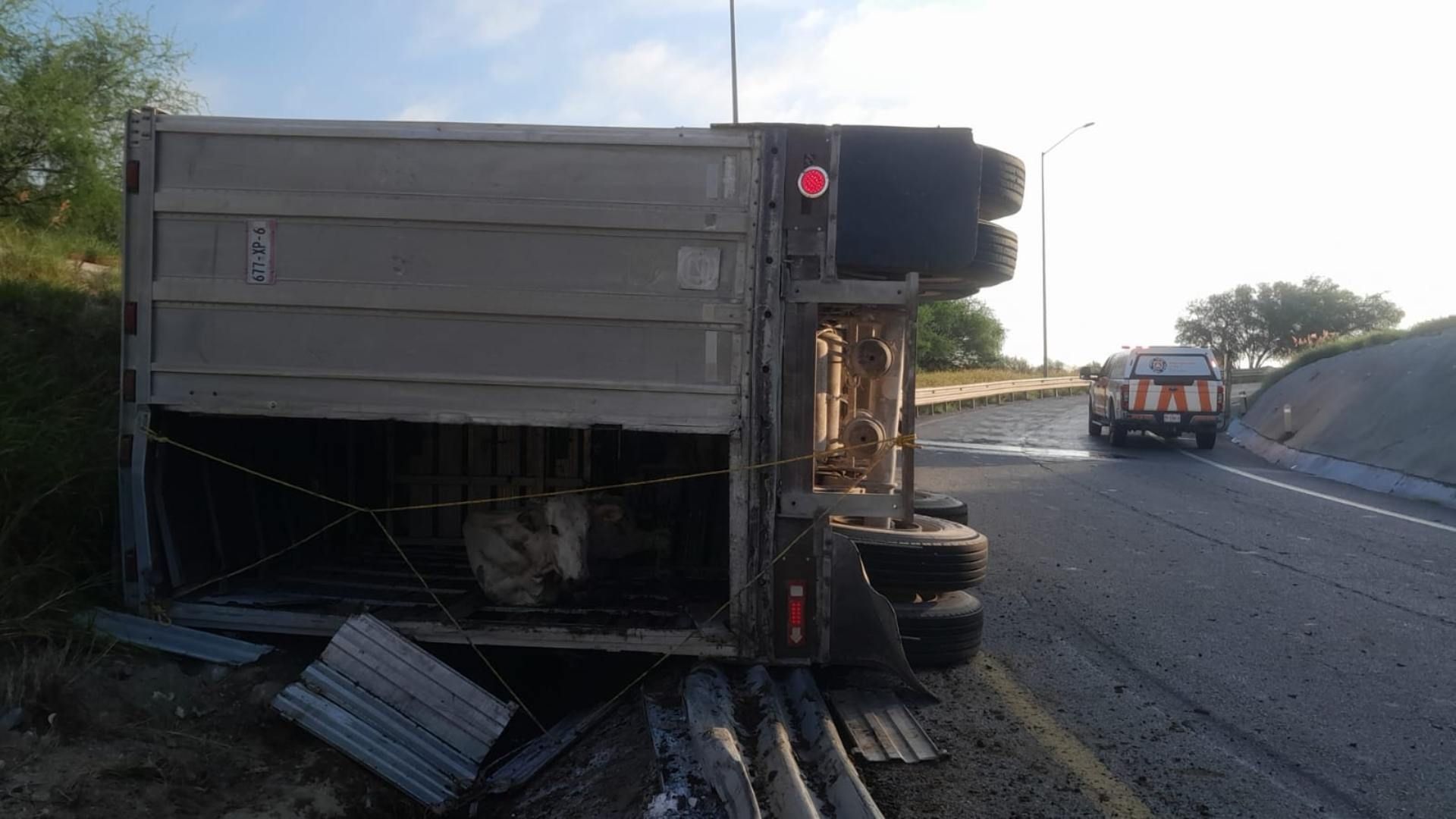 Vaquita en tráiler volcado
