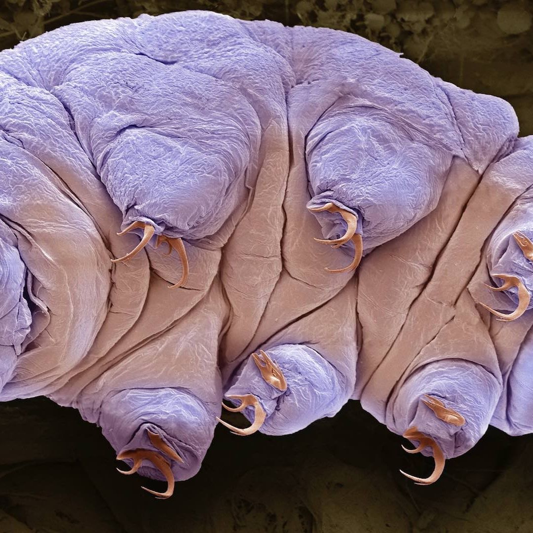 Tardígrado fotografiado bajo un microscopio electrónico