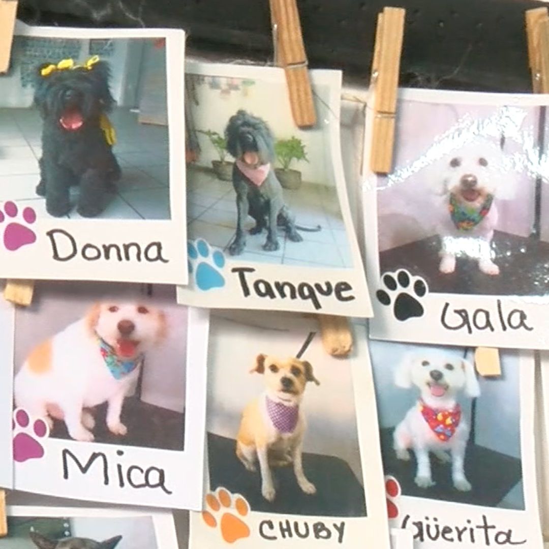 Con Altares Distintas Personas Esperan este 27 de Octubre la Visita de sus Mascotas. Foto: Fernando Monsibais