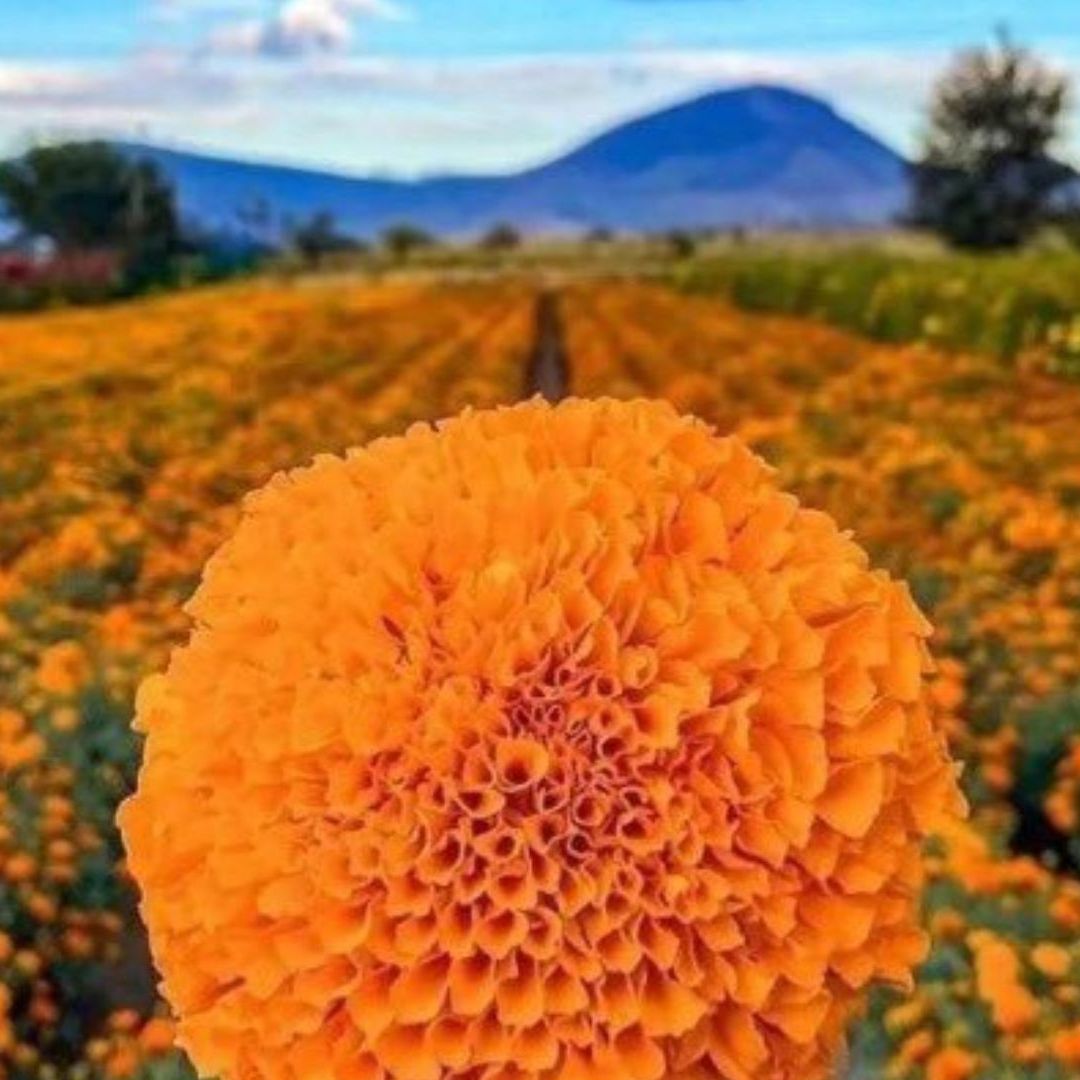 Leyenda de la Flor de Cempasúchil y su Relación con el Día de Muertos en México