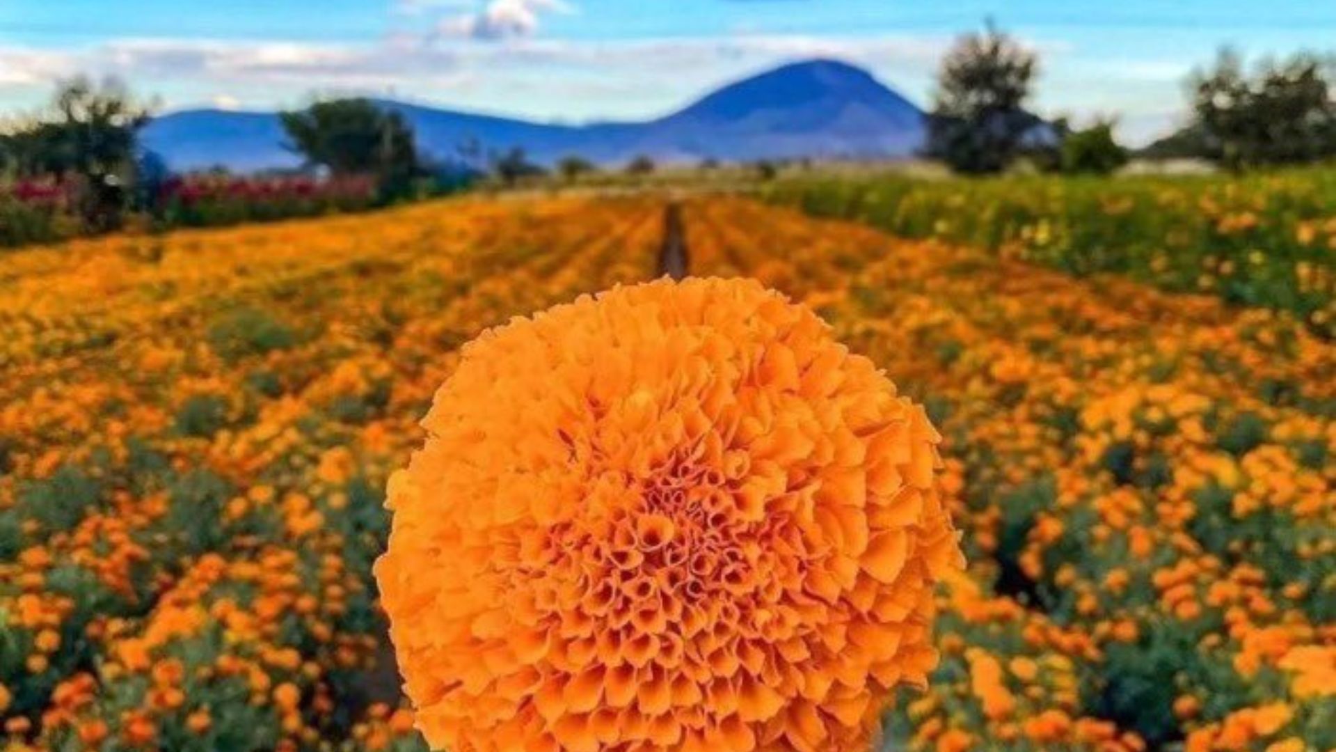 Leyenda de la Flor de Cempasúchil y su Relación con el Día de Muertos en México