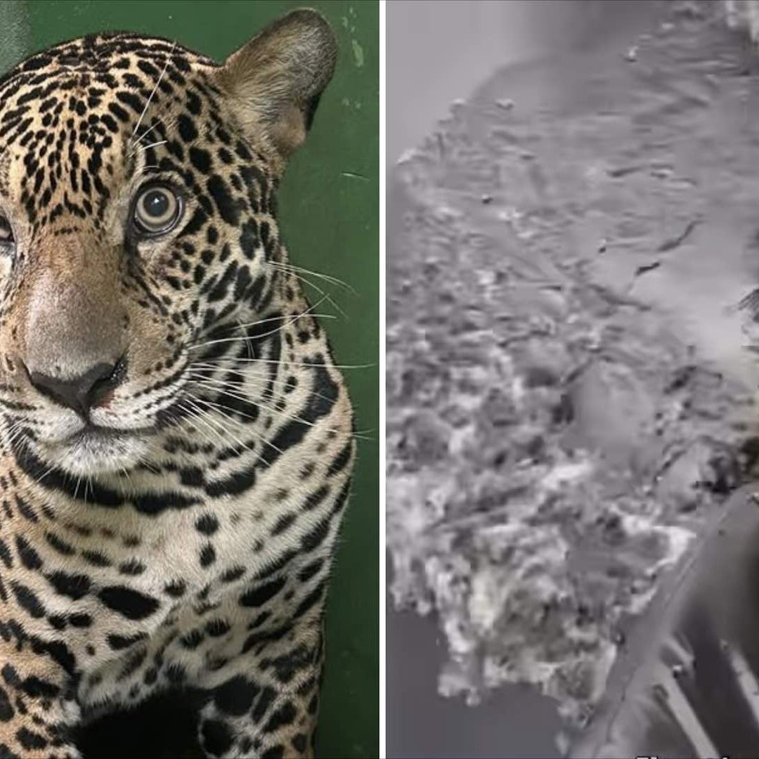 Rescatan a jaguar herido en el río Negro en el Amazonas