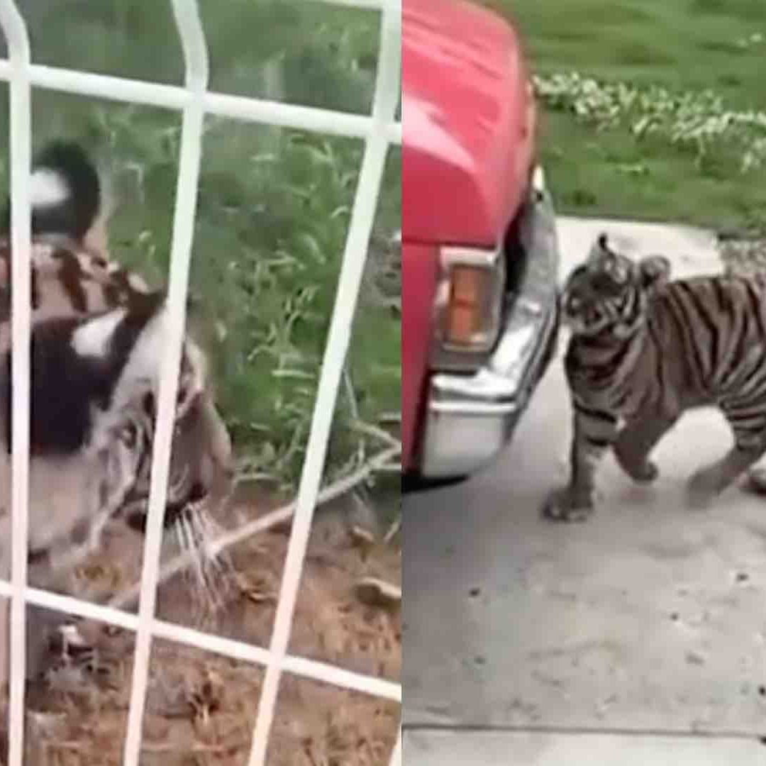 Fue asegurado un tigre de bengala en un predio ubicado en Villa Hidalgo