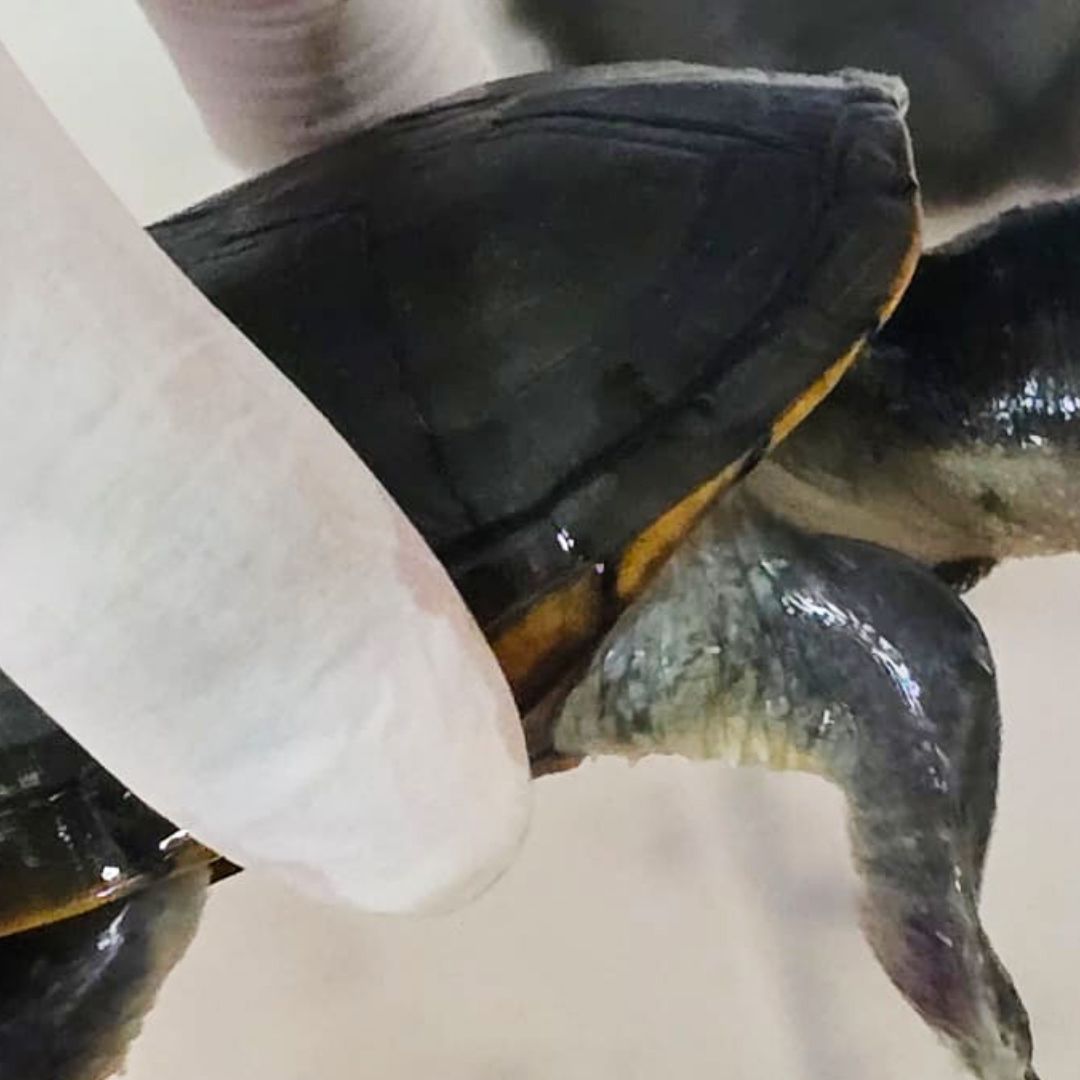 Profepa Asegura Más de 2 Mil 300 Tortugas, Pepino de Mar y Toneladas de Aletas de Tiburón en GDL